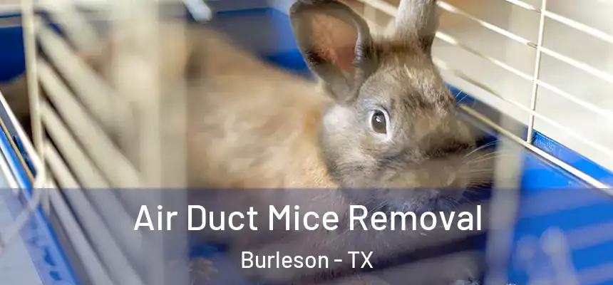  Air Duct Mice Removal Burleson - TX
